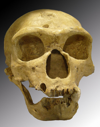 Neanderthal