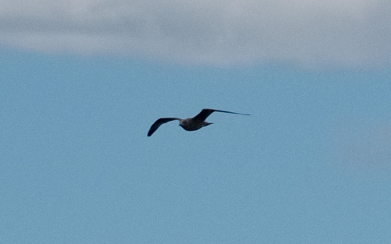Seagull-detail
