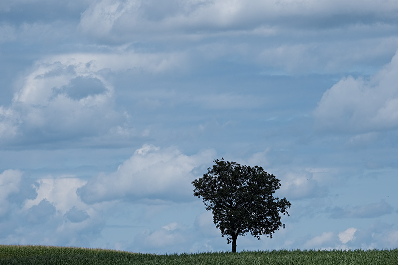 Lone tree-small