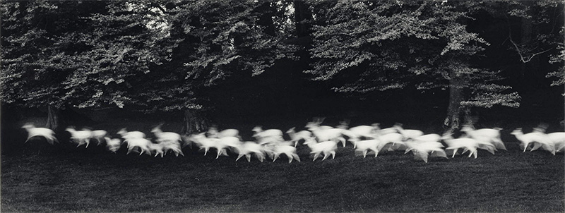 Caponigro deer