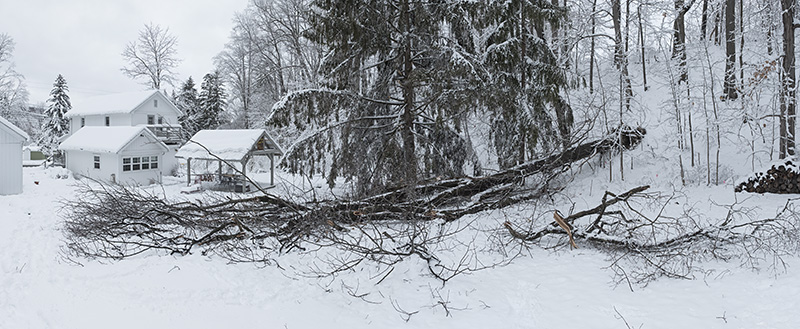 Fallen oak small