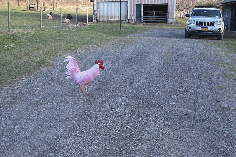 Pink rooster-small