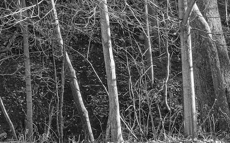 Xraw test-2 detail