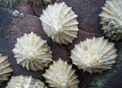 Limpets