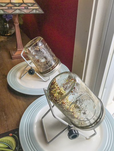 Broccoli sprouts-small