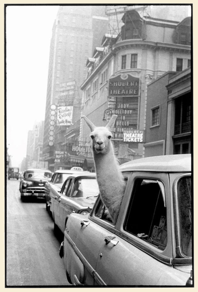 Llama