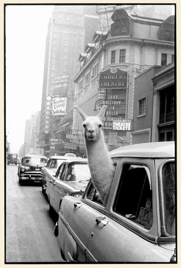 Llama