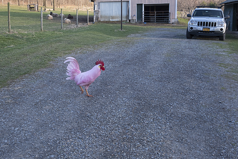 Pink rooster-small