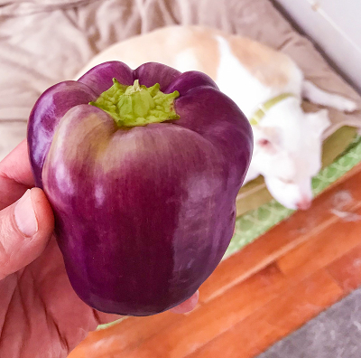 Purplepepper-small