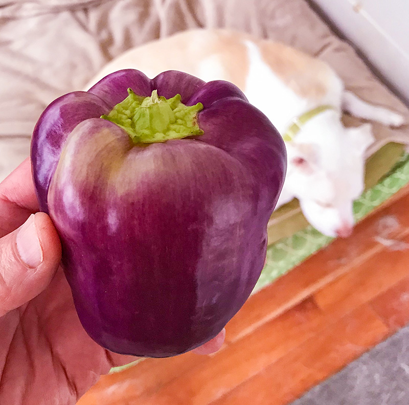 Purplepepper-small