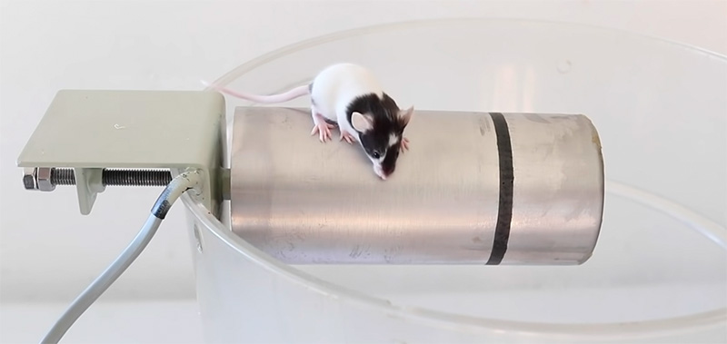 Mousetrap
