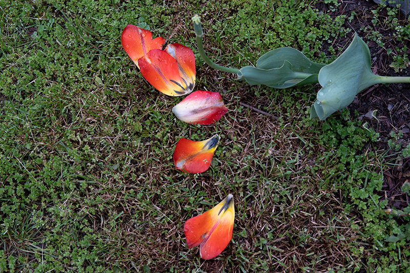 Tulip petals-small