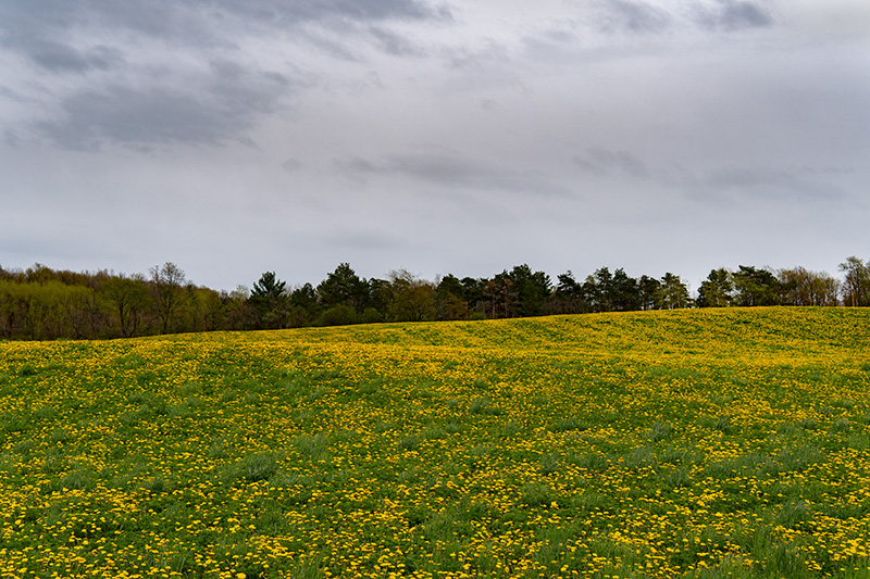 Dandelions-small