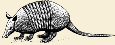 Armadillo
