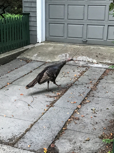 Turkey