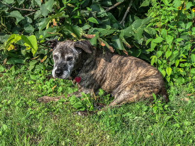 Lulu old