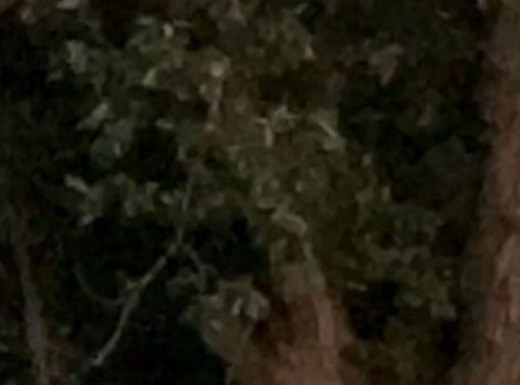 Rising moon and oak-detail-light