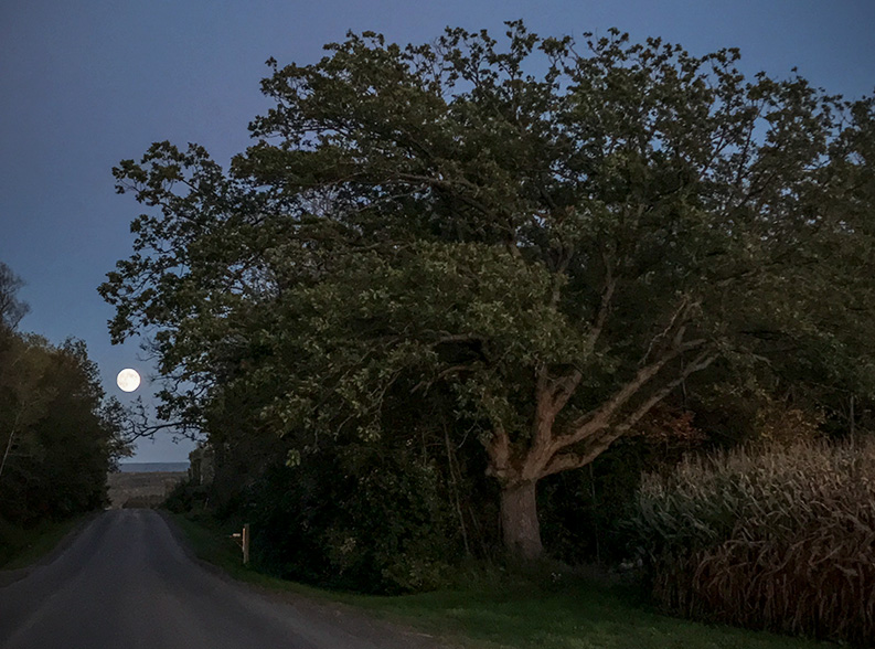 Rising moon and oak-small-light