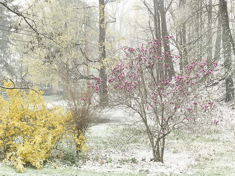 Aprilsnow