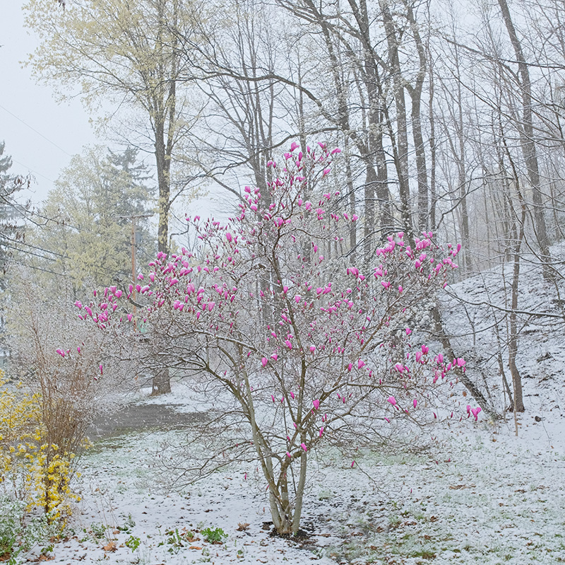 April Snow-small