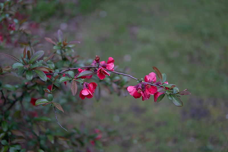 Unidentified flower