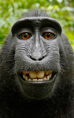 Crestedblackmacaque