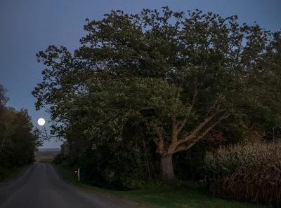 Rising moon and oak-small-light