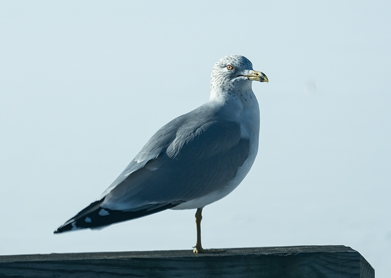 Stink eye seagull