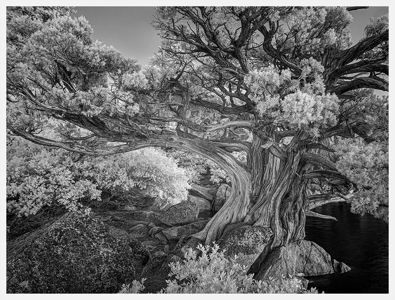 Juniper small
