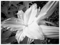 Anthers small