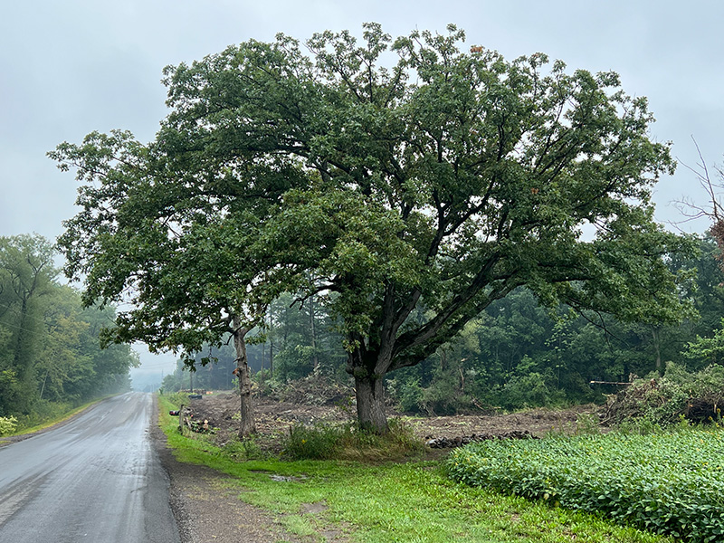Rising moon tree