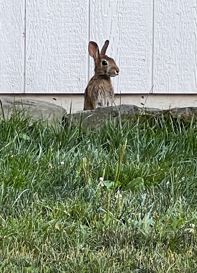 Bold bunny-small