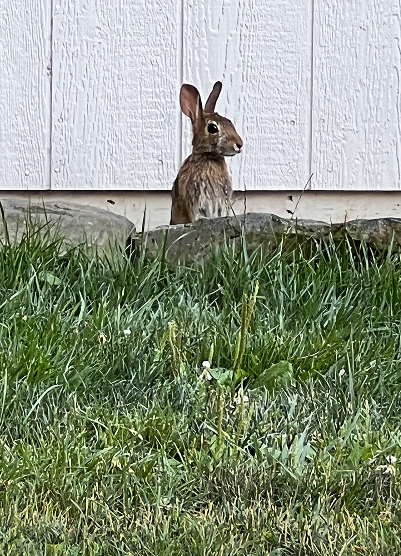 Bold bunny-small