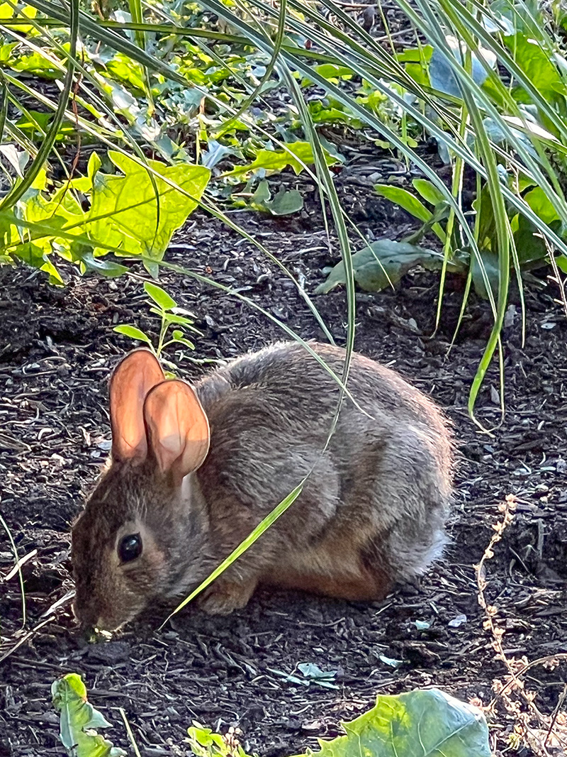 Rabbit run-small