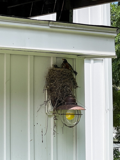 New robins-small
