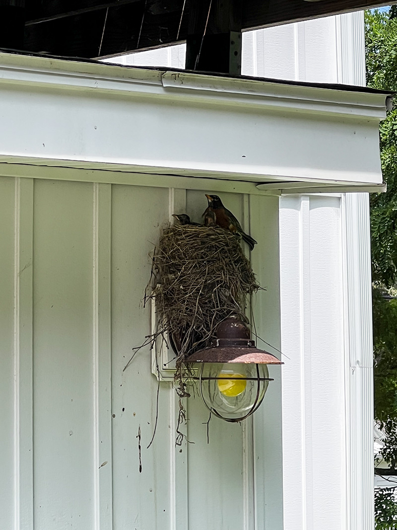 New robins-small