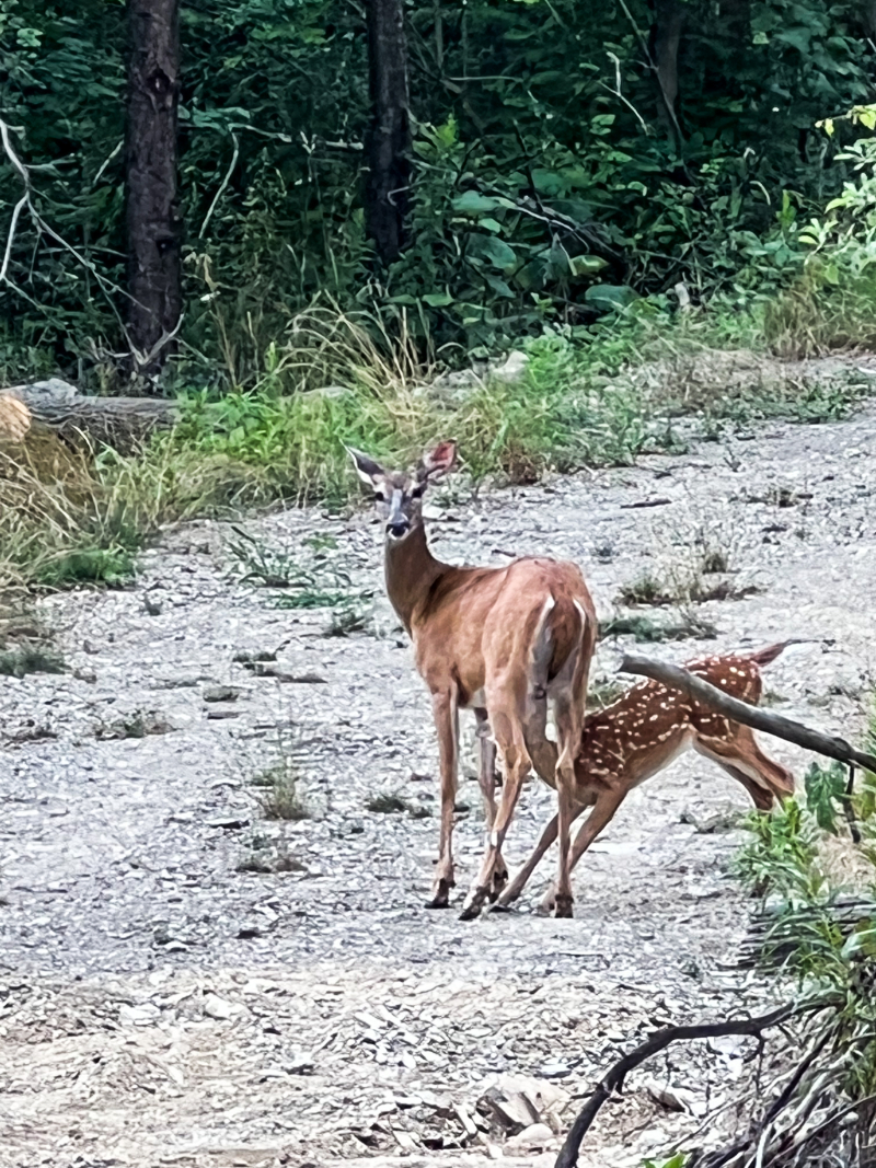 Doe and fawn