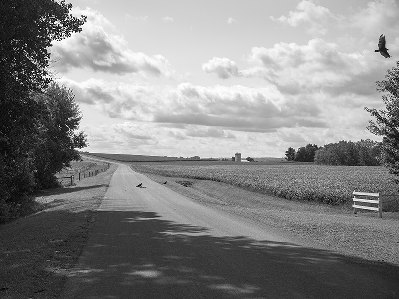 Roadkill-F-small