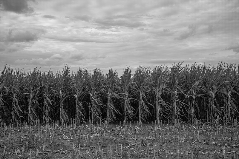 Corn at the harvest-small