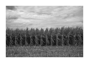 Novsale corn