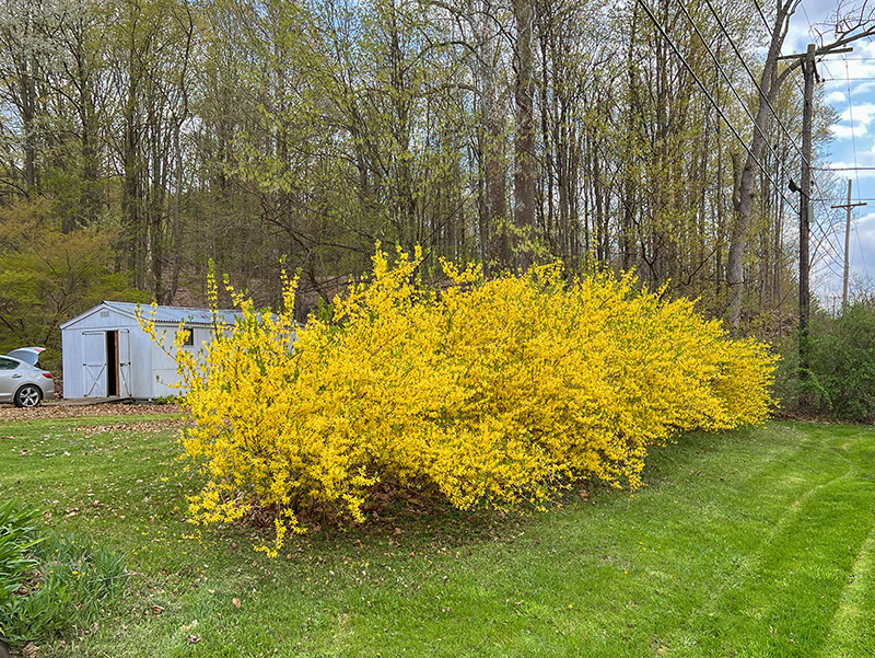 Forsythia