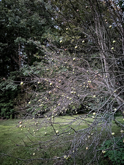 Appletree-2