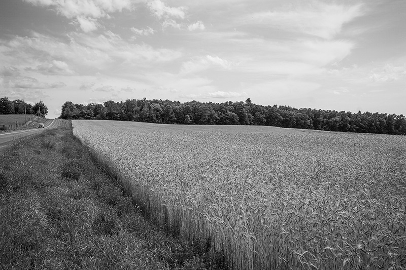 Wheatfield-small