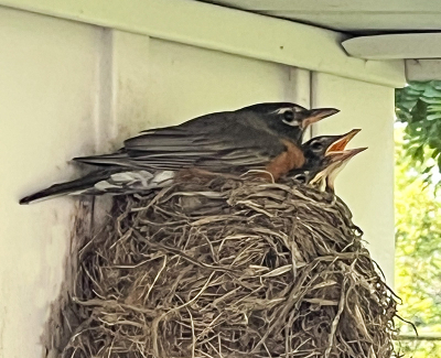 Robin babies