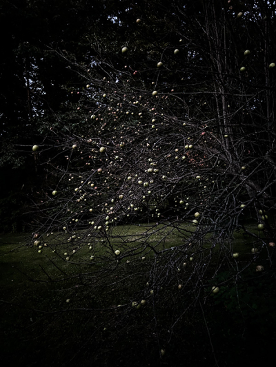 Appletree-1