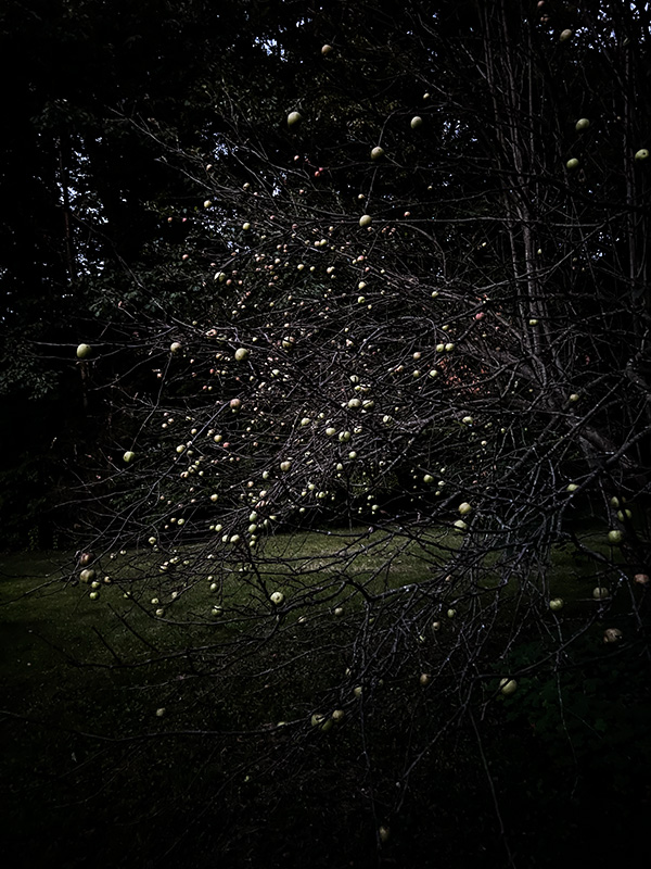 Appletree-1
