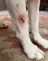 Wound