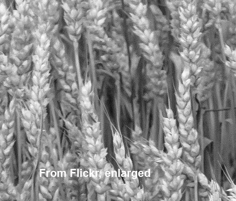 Wheat detail 1