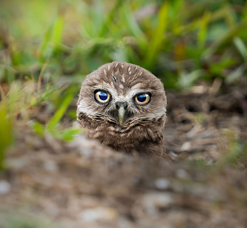 Bobsbirds-3