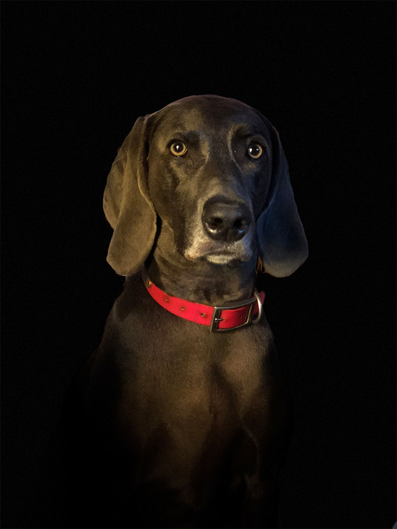 BDDog Charlie Dunton-2